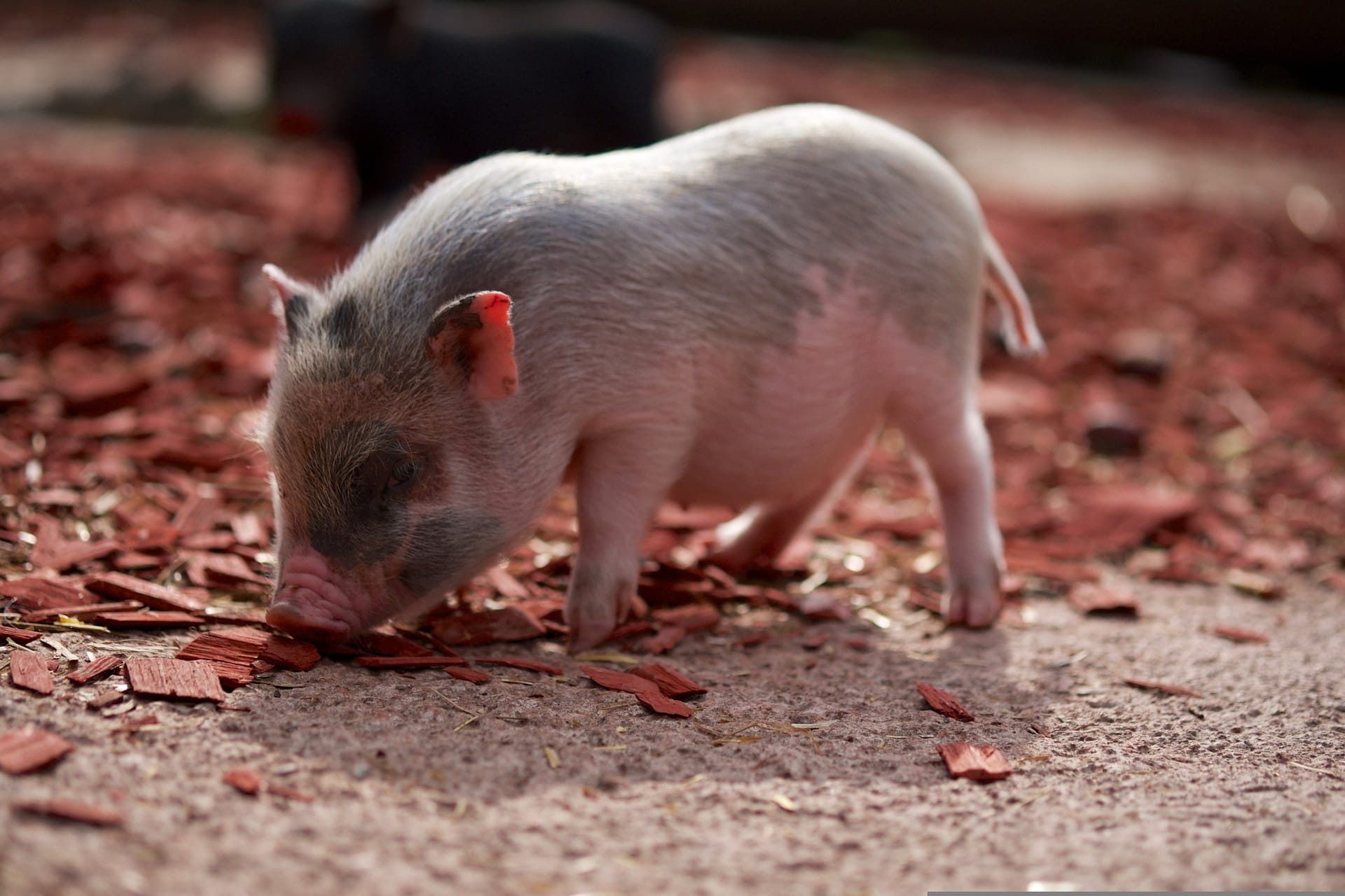 a piglet